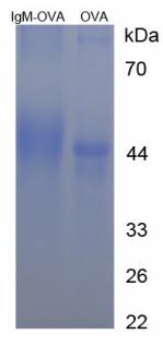 OVA Conjugated Immunoglobulin M (IgM)