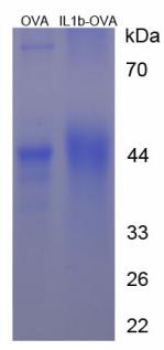 OVA Conjugated Interleukin 1 Beta (IL1b)