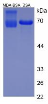 BSA Conjugated Malondialdehyde (MDA)