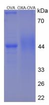 OVA Conjugated Orexin A (OXA)