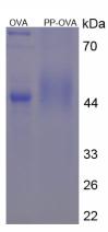 OVA Conjugated Pepsin (PP)