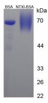 BSA Conjugated Cross Linked N-Telopeptide Of Type I Collagen (NTXI)