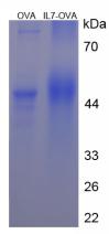 OVA Conjugated Interleukin 7 (IL7)