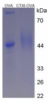 OVA Conjugated Cross Linked C-Telopeptide Of Type I Collagen (CTXI)