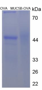 OVA Conjugated Mucin 5 Subtype B (MUC5B)