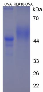 OVA Conjugated Kallikrein 10 (KLK10)