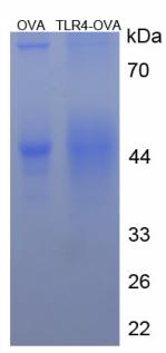 OVA Conjugated Toll Like Receptor 4 (TLR4)