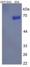 BSA Conjugated Amylin