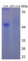 OVA Conjugated Amylin