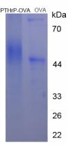 OVA Conjugated Parathyroid Hormone Related Protein (PTHrP)