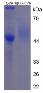 OVA Conjugated Immunoglobulin G3 (IgG3)