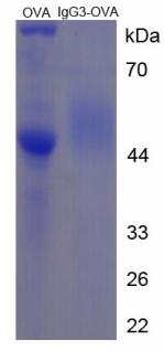 OVA Conjugated Immunoglobulin G3 (IgG3)