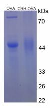 OVA Conjugated Corticotropin Releasing Factor (CRF)