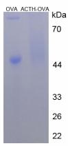 OVA Conjugated Adrenocorticotropic Hormone (ACTH)