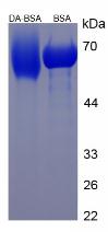 BSA Conjugated Dopamine (DA)