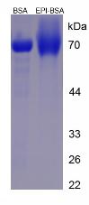 BSA Conjugated Epinephrine (EPI)