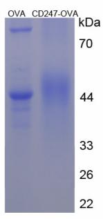 OVA Conjugated Cluster Of Differentiation 247 (C<b>D247</b>)