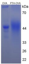 OVA Conjugated Parathyroid Hormone (PTH)