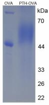 OVA Conjugated Parathyroid Hormone (PTH)