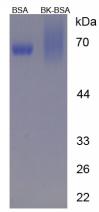 BSA Conjugated Bradykinin (BK)