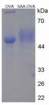 OVA Conjugated Serum Amyloid A (SAA)