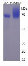 BSA Conjugated Gamma-Aminobutyric Acid (gABA)