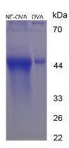 OVA Conjugated Noradrenaline (NE)