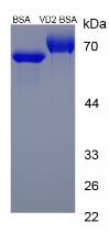 BSA Conjugated Vitamin D2 (VD2)