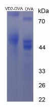 OVA Conjugated Vitamin D2 (VD2)