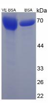 BSA Conjugated Alpha-Tocopherol (TCPa)