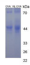 OVA Conjugated Alpha-Tocopherol (TCPa)