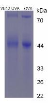 OVA Conjugated Cyanocobalamin (CNCbl)