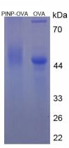 OVA Conjugated Procollagen I N-Terminal Propeptide (PINP)