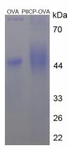 OVA Conjugated Procollagen II C-Terminal Propeptide (PIICP)