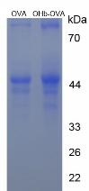 OVA Conjugated Beta-Hydroxybutyric Acid (bHB)