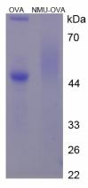 OVA Conjugated Neuromedin U (NMU)