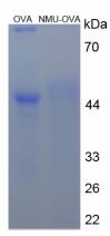 OVA Conjugated Neuromedin U (NMU)