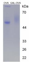 OVA Conjugated Galanin (GAL)