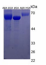 BSA Conjugated Abscisic Acid (ABA)