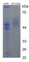 OVA Conjugated Gastrin (GT)