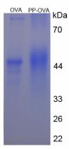 OVA Conjugated Pancreatic Polypeptide (PP)