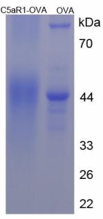 OVA Conjugated Complement Component 5a Receptor 1 (C5aR1)