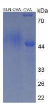 OVA Conjugated Elastin (ELN)