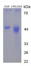 OVA Conjugated Lipopolysaccharide (LPS)