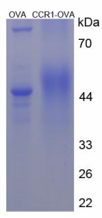 OVA Conjugated Chemokine C-C-Motif Receptor 1 (CCR1)