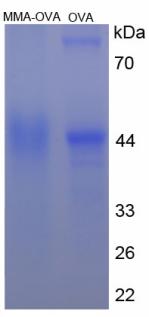 OVA Conjugated Monocyte To Macrophage Differentiation Associated Protein (MMA)