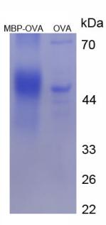 OVA Conjugated Major Basic Protein (MBP)