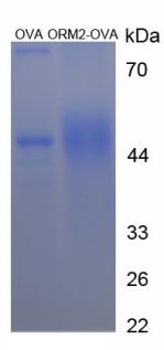 OVA Conjugated Orosomucoid 2 (ORM2)