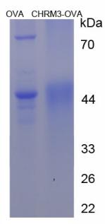 OVA Conjugated Cholinergic Receptor, Muscarinic 3 (CHRM3)