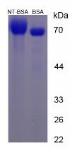 BSA Conjugated Nitrotyrosine (NT)